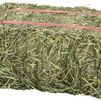 La mejor hierba de orquídea del abuelo - BESTMASCOTA.COM