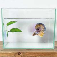 Peces Betta Leaf Pad Betta hamaca juguetes plástico Plantas de acuario con ventosa verde - BESTMASCOTA.COM