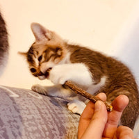 Deyace Catnip Sticks 40 piezas Orgánica Gato Catnip Juguetes Natural Planta Matatabi Plata Vina Masticar Palos Gato Dientes Limpieza Masticar Juguete para Gato Gatito Kitty (40 piezas) - BESTMASCOTA.COM