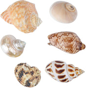 Conchas grandes para cangrejos de ermitaño para adultos, 6 unidades de diferentes tipos de conchas naturales sin pintura cambiante, concha de crecimiento, 1 a 2 pulgadas de ancho de apertura - BESTMASCOTA.COM