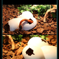 catyou reptil cueva, ocultable reptil tanque decoración (aspecto de huevo) - BESTMASCOTA.COM