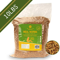 diig Dried Mealworms - Comidas para Aves Pollos - BESTMASCOTA.COM