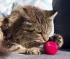 Pet Qwerks – Pelota de gato con infusor de gato, juguete interactivo para gato - BESTMASCOTA.COM