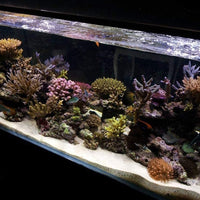 MQ 24/7 Plantado Plus Acuario Luz LED, Automatizado Espectro Completo Tanque de Peces Luz con Control Remoto - BESTMASCOTA.COM