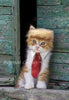 Trump disfraz de gato y corbata para Halloween, Festivales, Fiestas y actividades - BESTMASCOTA.COM