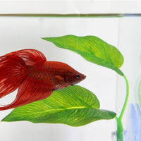 Peces Betta Leaf Pad Betta hamaca juguetes plástico Plantas de acuario con ventosa verde - BESTMASCOTA.COM