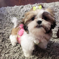 rimobul Yorkie Pet, lazos, bandas de goma – Pack de 50 - BESTMASCOTA.COM