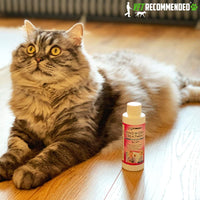Vet recomendado – tiña Tratamiento para gatos – Concentrado hace Dos – Martillo Botellas de Antifúngico Spray de forma segura Mata a Virus, Enfermedad causar bacterias, esporas y hongos – fabricado en EE. UU. (4oz/120 ml) - BESTMASCOTA.COM