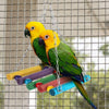Zacro - 7 piezas de juguetes para pájaros - Juguetes coloridos para masticar, jaula para pájaros con campanas y pinzas, juguetes para pájaros pequeños y medianos, peonía, loro, Myna, sol dorado, guacamayos, - BESTMASCOTA.COM
