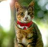 Fancy Red Pet Collar with Bow and Bell - Adjustable Cat - BESTMASCOTA.COM