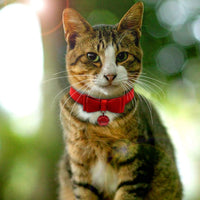 Fancy Red Pet Collar with Bow and Bell - Adjustable Cat - BESTMASCOTA.COM