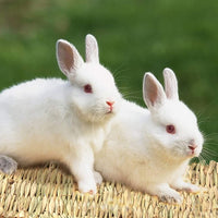 Cloud-X - Juego de 3 alfombrillas para conejo, pajita natural, para masticar, juguetes, para animales pequeños, como cobayas, loros, conejos, hámster - BESTMASCOTA.COM