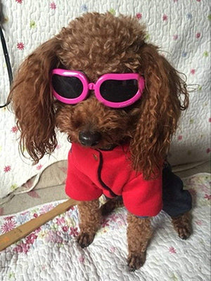 Enjoying Dog Goggles - Small Dog Sunglasses Waterproof Windproof UV Protection for Doggy Puppy Cat - BESTMASCOTA.COM