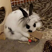 Winniguineapoo juguete para conejo cupcake juguete de cobayas accesorio de animales pequeños, regalo de chinchilla para mascotas pequeñas, hecho a mano en los Estados Unidos. - BESTMASCOTA.COM