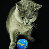 Nighttime Quiet Cat Toy Quiet Glow Play Pair Cat juguetes por petstages - BESTMASCOTA.COM