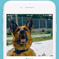 Pawscout - Registro inteligente para mascotas (Bluetooth, no GPS), perfil médico, correa virtual para mascotas al aire libre, rastreador de caminos, puntos de interés para mascotas, sin tasas mensuales - BESTMASCOTA.COM