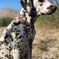 KUYOUGOU - Collar y correa para perro (6.6 ft), diseño elegante con juego de oro rosa, 3 longitudes ajustables, para perros pequeños a grandes - BESTMASCOTA.COM