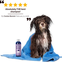 HONEYDEW Champú para perros con harina de avena coloidal con aceites esenciales de lavanda pura – Champú sin desgarros para el alivio de la piel irritada seca – Eliminador de olores para mascotas – Champú de aseo - BESTMASCOTA.COM