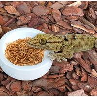 Orgrimmar - 2 cuencos de cerámica para reptiles de comida, para lagarto, anoles, dragones barbados, cangrejos de ermitaño gecko triangulares, leopardo, gecko, camaleón, serpiente de maíz - BESTMASCOTA.COM