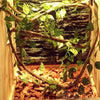 PIVBY hamaca de dragón barbudo, con hojas flexibles de reptil, con ventosas, decoración de hábitat para escalada, camaleón, lagartos, gecko, serpientes - BESTMASCOTA.COM