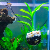senzeal 2 x tazas de planta acuática de vidrio olla con 4 x ventosas para tanque de peces acuario Aquascape - BESTMASCOTA.COM