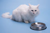 Dr. Catsby - Cuenco de agua, apto para batidoras, acero inoxidable, antideslizante, apto para lavavajillas, también puede prevenir el acné - BESTMASCOTA.COM