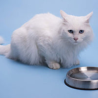 Dr. Catsby - Cuenco de agua, apto para batidoras, acero inoxidable, antideslizante, apto para lavavajillas, también puede prevenir el acné - BESTMASCOTA.COM