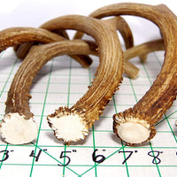 Perro masticar de asta de ciervo, tamaño mediano, 9 inches a 13 inches de largo. Perfecto para su a medio y tamaño grande Perros y cachorros. Grado A premium. Happy Dog garantía - BESTMASCOTA.COM