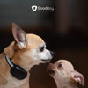 GoodBoy - Mini collar remoto para perros con pitido y modos de vibración para entrenamiento de comportamiento de mascotas, resistente al agua y rango de 1000 pies, apto para perros extra pequeños a medianos (5-15 libras) - BESTMASCOTA.COM