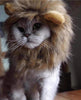 Lion Mane peluca para Cat Costume - BESTMASCOTA.COM