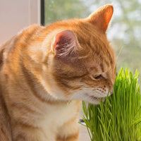 Semillas de césped para gato 100% orgánicas (Sin OMG) - BESTMASCOTA.COM