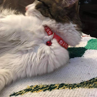 Yasma - Collar y campana para gato con hebilla de liberación rápida de seguridad, adecuada y ajustable - BESTMASCOTA.COM