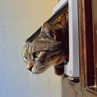 Depets - Puerta con solapa para gatos con 4 vías (tamaño externo 7.5 x 7.5 in), kit de puerta magnética para mascotas, color blanco, resistente a la intemperie, puerta para gatos y perros - BESTMASCOTA.COM