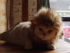 Lion Mane peluca para Cat Costume - BESTMASCOTA.COM