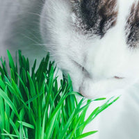 Kit de bolsa de cultivo de hierba de gato compuesta, 3 unidades, todo orgánico, solo tienes que añadir agua. Fabricado en los Estados Unidos. - BESTMASCOTA.COM
