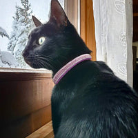 Upaw Rhinestone - Collar para gato (2 unidades), color morado - BESTMASCOTA.COM