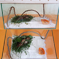 Tfwadmx - 2 comederos Gecko para gecko y gusanos de reptiles, fuente de agua, plato translúcido, antiescape, para gecko serpientes, camaleón, Iguana, lagarto - BESTMASCOTA.COM