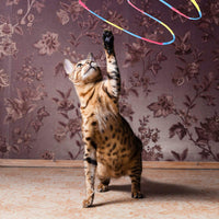Interactive Cat Toys Rainbow Cat Charmer with Bell, Replaceable Wood Cat Wand with 5PCS Colorful Fabric Ribbon Refills, Safe Cat Catcher Teaser Stick Toy for Kittens Training Pets Exerciser - BESTMASCOTA.COM