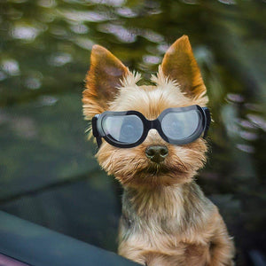 Enjoying - Gafas de sol para perros pequeños, protección UV, resistente al viento, con correa ajustable para cachorro y gato - BESTMASCOTA.COM