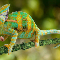 Galápagos (05320) Mossy terrario de incienso (6 Pack), 18" - BESTMASCOTA.COM