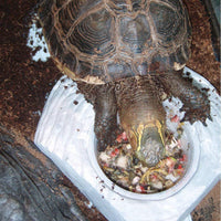Caja Tortuga Alimentos Instant Comidas 10,5 oz - BESTMASCOTA.COM
