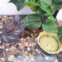 Plato de Alimentos de reptiles, petforu 2 Pack comedero de reptil terrario cuencos de hábitat para mascotas decoración (árbol línea + gris) - BESTMASCOTA.COM