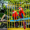 BESTWD - Juego de 4 piezas de soporte para pájaros, jaula de pájaros, accesorios de madera natural colorida para perca, plataforma para moler patas - BESTMASCOTA.COM