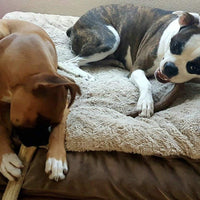 Piezas de asta de ciervo Antler Man premium masticables para perros, vendido por The Pound - BESTMASCOTA.COM