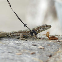 Frienda 6 piezas ajustable Lizard Leash Reptile Arnés de dragón con correa Gecko con alas de cuero para Lizards Anfibios y animales pequeños de mascotas, 3 tamaños - BESTMASCOTA.COM