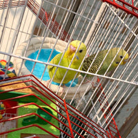 MICOO - Nido para pájaros, cuerda de algodón, nido de cría, jaula pequeña para loros, nido para incubar - BESTMASCOTA.COM