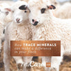 trucare Z/M parte superior-dress Trace mezcla de minerales para multi-species: Cerdos, oveja, Llamas, conejos, Aves de corral (Zinc, Manganeso) - BESTMASCOTA.COM