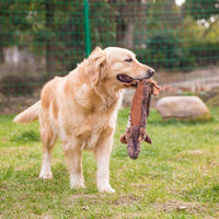 HIPET Juguetes para perros sin relleno, juguetes para perros chirriantes, masticadores de felpa para perros grandes, 4 piezas - BESTMASCOTA.COM