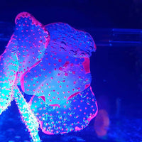 Yuxier - Adornos para acuario (4 unidades), diseño de seta brillante - BESTMASCOTA.COM