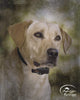 SportDOG Brand NoBark 6, collar para controlar los ladridos impermeable con 6 niveles de descargas, no requiere programación - BESTMASCOTA.COM